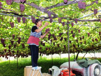 創業１２０年の「岡村葡萄園」出荷最盛期に突入