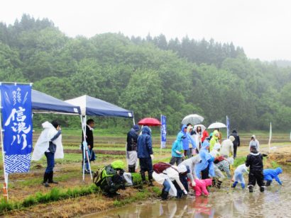 吉乃川やトキっ子くらぶが親子で酒米を田植えする体験イベント