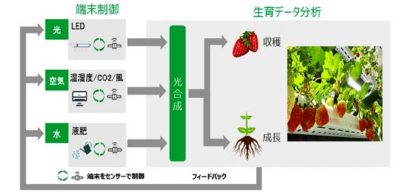 いちごカンパニー、NTT西日本などとビルの空きスペースに植物プラント建設