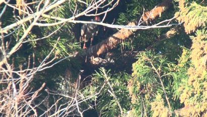 新潟県佐渡市で野生下のトキの今期最初の抱卵を確認