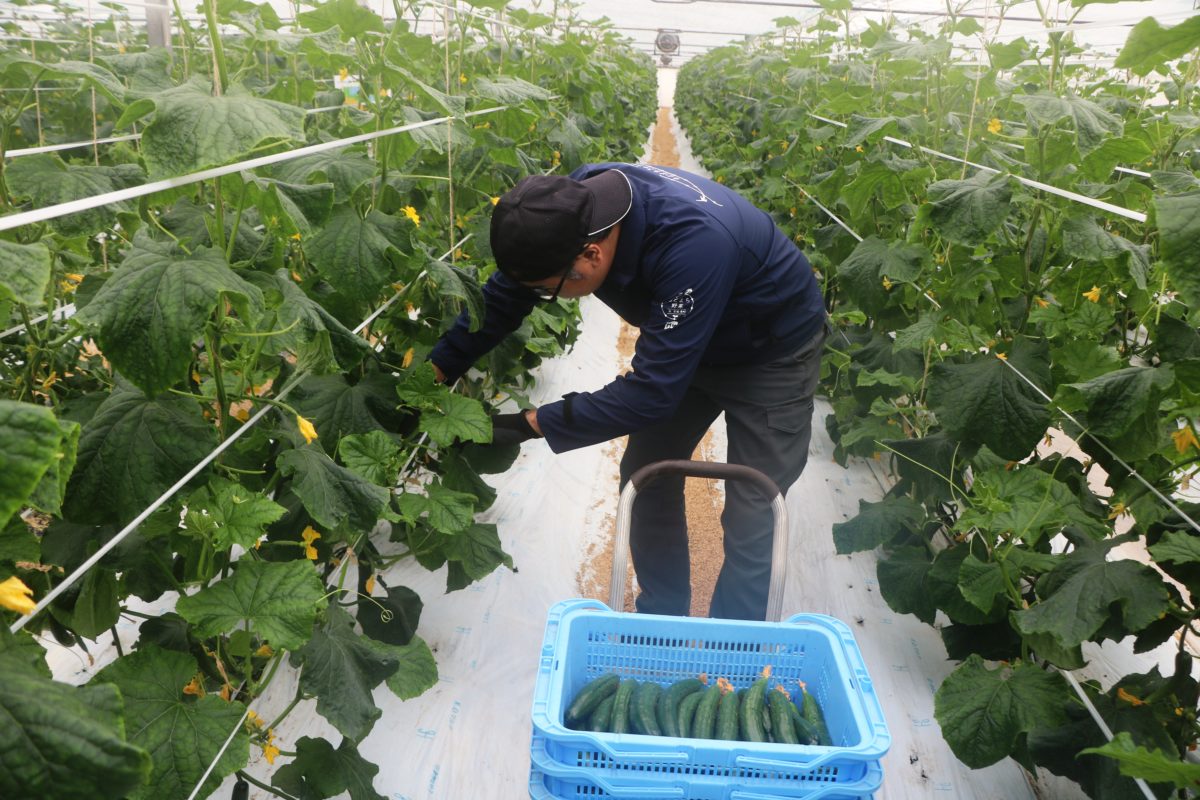 新潟県燕市（旧吉田町）で、きゅうり（もとまちきゅうり）の出荷が