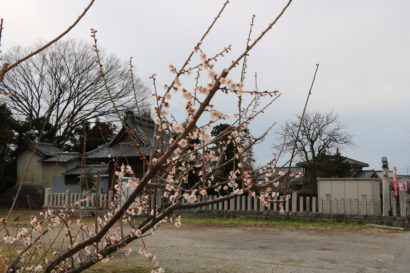 新潟市江南区で「かめだ梅まつり」が始まる