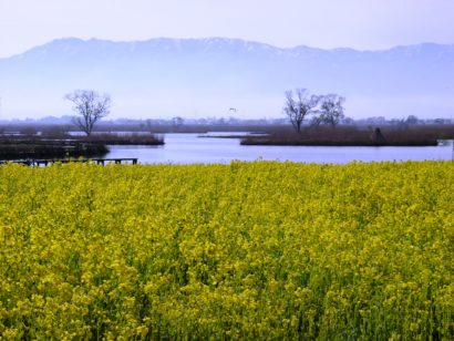 新潟市北区の水の駅「ビュー福島潟」、タクシー利用で入館料が無料に