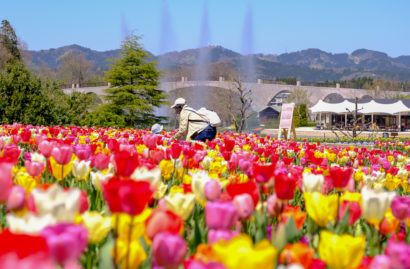 新潟県の花「チューリップ」のイベントが県内各地で開催