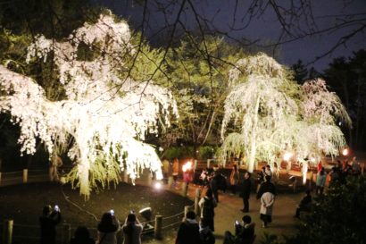 新潟市東区のじゅんさい池公園で「夜桜観桜会」