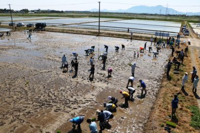 新潟市西蒲区で「田んぼアート」の田植えが行われる