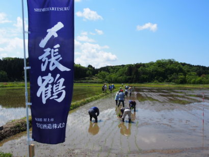 「おいしい〆張鶴に」〜宮尾酒造で酒米“越淡麗”田植え体験