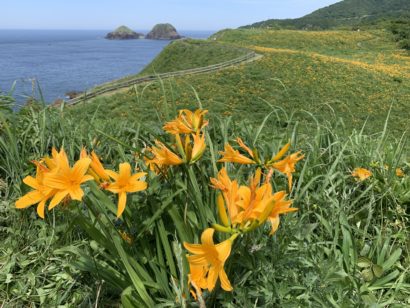 佐渡・大野亀で１００万本のカンゾウが満開