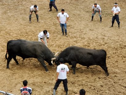 闘牛と錦鯉と伝統文化を楽しむ会（長岡市）が新潟県の伝統文化を味わう見学会を開催