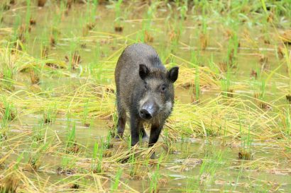 新潟県内でイノシシのCFS（豚熱）感染が２例確認