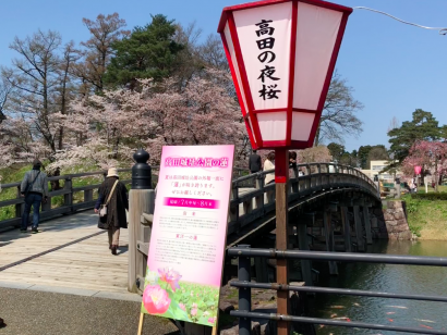 新潟県上越市の高田城址公園の桜が満開に