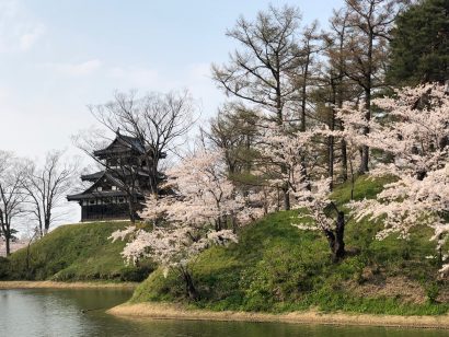 新潟県上越市の高田城址公園観桜会入り込み数が昨年の約１割に減少