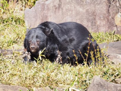 新潟県三条市の笹巻地内でクマの目撃情報