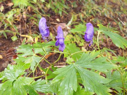 新潟県内で７０代男性がトリカブト食中毒により入院