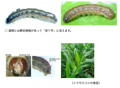 新潟県内のスイートコーン畑でツマジロクサヨトウが県内で初めて発生