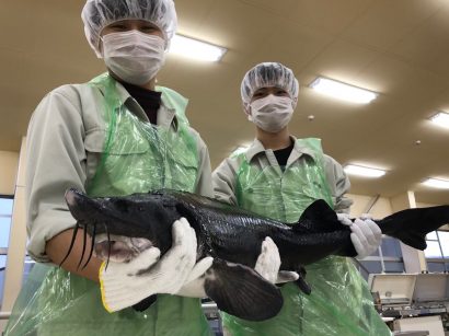 新潟県糸魚川市の県立海洋高校とSKフロンティアがチョウザメを養殖、キャビアを糸魚川市の特産品に