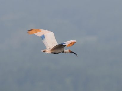 佐渡のトキ放鳥が完了。２２羽が飛翔する