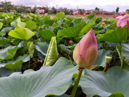 新潟県上越市の高田公園の蓮が咲き始める