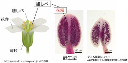 新潟大学などの研究グループが花粉数を制御する遺伝子を発見