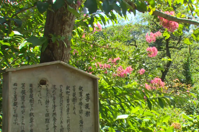 長谷寺で夏の花が見【（株）佐渡テレビジョン】