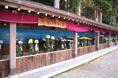 新潟県の彌彦神社で「弥彦菊まつり」が始まる