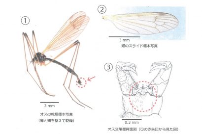 新潟県十日町市松之山で１５年ぶりに新種の昆虫を発見