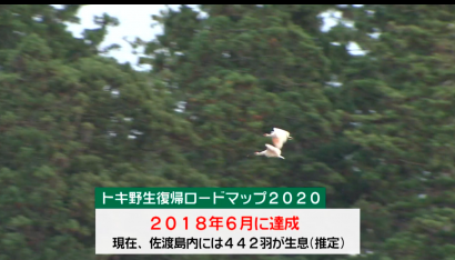 トキ 来年度から佐渡以外でも保護増殖進める方針 ２０２１年２月１６日【（株）佐渡テレビジョン】