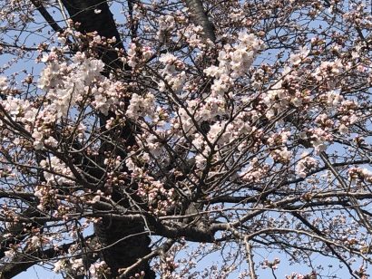 新潟県上越市の高田城址公園のソメイヨシノが開花、観測史上２番目の早さ