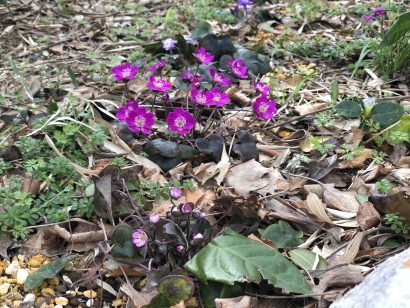 新潟市天寿園で春の訪れ「雪割草」が開花