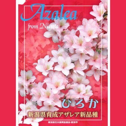 新潟県から新潟市内の小学３年生 佐藤ひろかさんにアザレア新品種「ひろか」が贈呈される