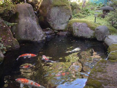 糸魚川市・上越地区錦鯉共販協議会が、４月から７月にかけて錦鯉のセリ市を開催