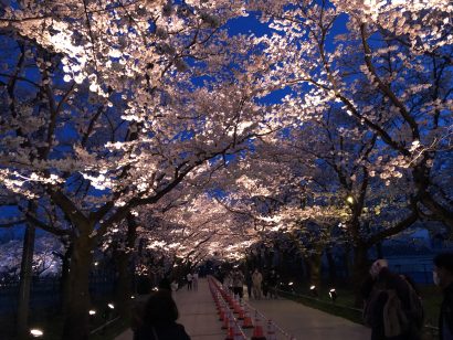 新潟県上越市の高田城址公園で開幕初日に満開、過去２０年間で最速ペース