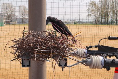 東北電力ネットワーク（株）新潟支社が新潟市西区でカラスの巣の撤去作業を公開実施