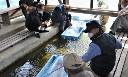 今年度３回目の錦鯉のセリ市が新潟県糸魚川市の錦鯉共販センターで開催