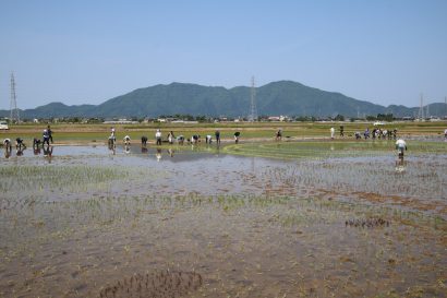 新潟県燕市の吉田ふれあい広場西側の水田で、田んぼアートの田植え