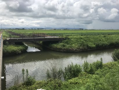 新潟市南区味方地内の用水路でイノシシが目撃される