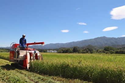 新潟県内で最も収穫時期の早いコシヒカリ系早生品種「五百川」の稲刈りが始まる