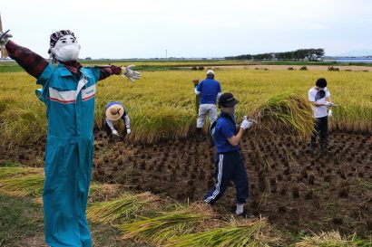 新潟青陵高等学校（新潟市中央区）の生徒たちが手作業での稲刈りとハサ掛けに挑戦