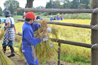 上越教育大学付属小学校（新潟県上越市）の児童が妙高市で稲刈りを体験