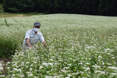 白いソバの花見ごろ　高坪山中腹で大矢さん栽培