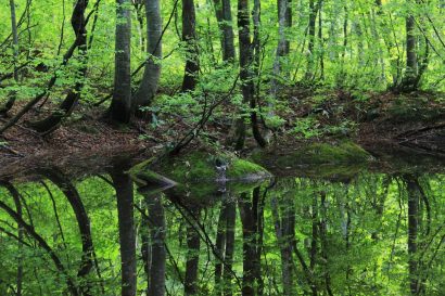 美しい「白い森」の豊かな恵みがふるさと納税に （山形県小国町）