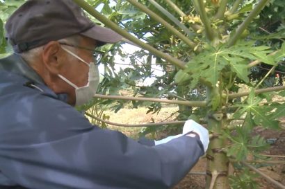 新潟県佐渡市でパパイヤ試験栽培【（株）佐渡テレビジョン（２０２１年１０月２５日）】