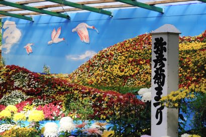 彌彦神社（新潟県弥彦村）で今年も「菊まつり」が開催