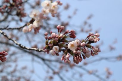 高田城址公園（新潟県上越市）でソメイヨシノが開花宣言、新潟市では８日に開花発表の見通し