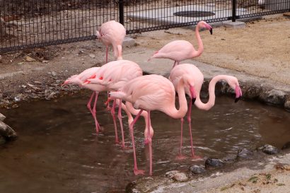 樽ヶ橋遊園（新潟県胎内市）が動物舎などの大規模改修を終えグランドオープン