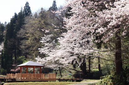 しらさぎ森林公園（新潟県三条市）のリニューアルが完了、滝沢亮市長「季節の花を植えたので、今後は秋まで楽しんでもらえると思う」