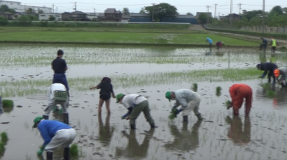 信濃川と大河津分水路の景観をイメージ、新潟県燕市の大河津分水さくら公園脇で田んぼアートの田植え