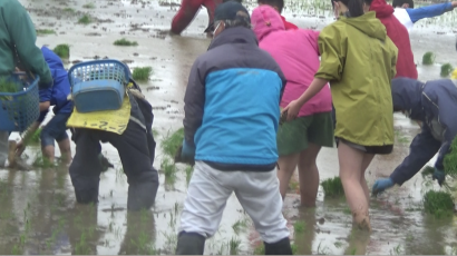 新潟県燕市で大地の芸術「田んぼアート」の田植え、今年のテーマは「大河津分水路通水１００周年」