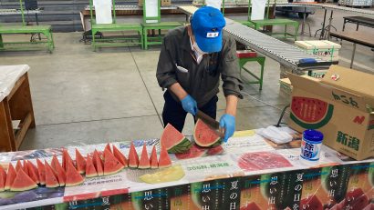 新潟県産大玉すいか「祭りばやし」が今年初めての競売、JA新潟かがやき（新潟市西蒲区）とJA全農にいがた（新潟市西区）が実施