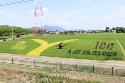 新潟県燕市の「田んぼアート」が見ごろ、大河津分水通水１００周年を記念し初の２会場で開催